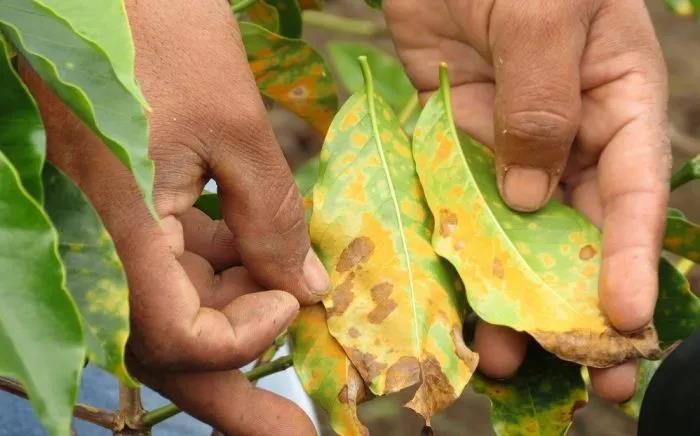 Coffee leaf rust symptoms