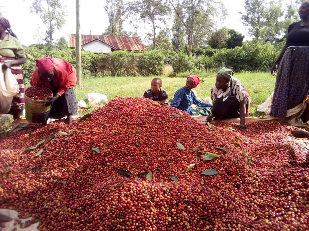 Coffee processing facilities in Kenya