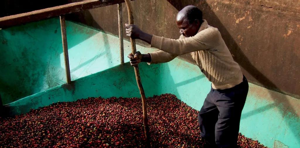 Coffee farmers in Kenyan fields