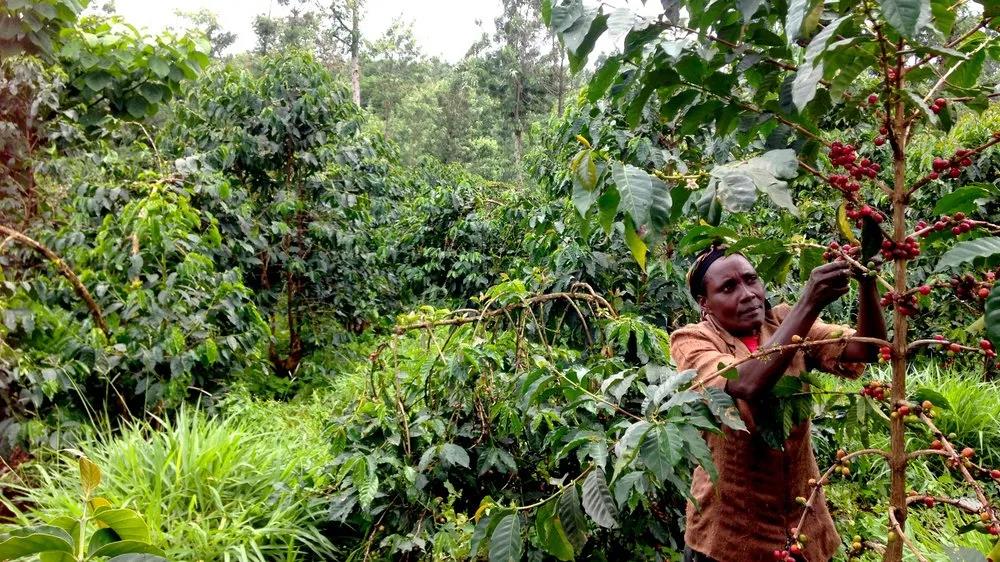 Coffee plantation expansion in Kenya