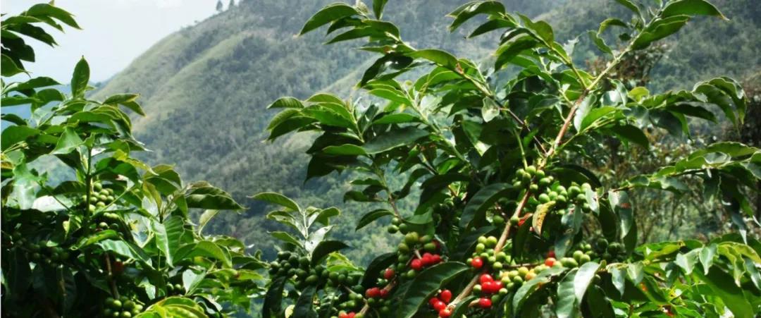 Coffee financing and fund management