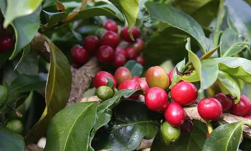 FrontStreet Coffee Guatemala La Flor Coffee Beans