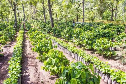 La Minita family coffee processing facilities