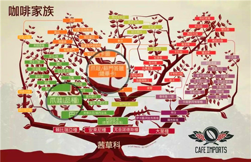 Geisha and Java Coffee Beans