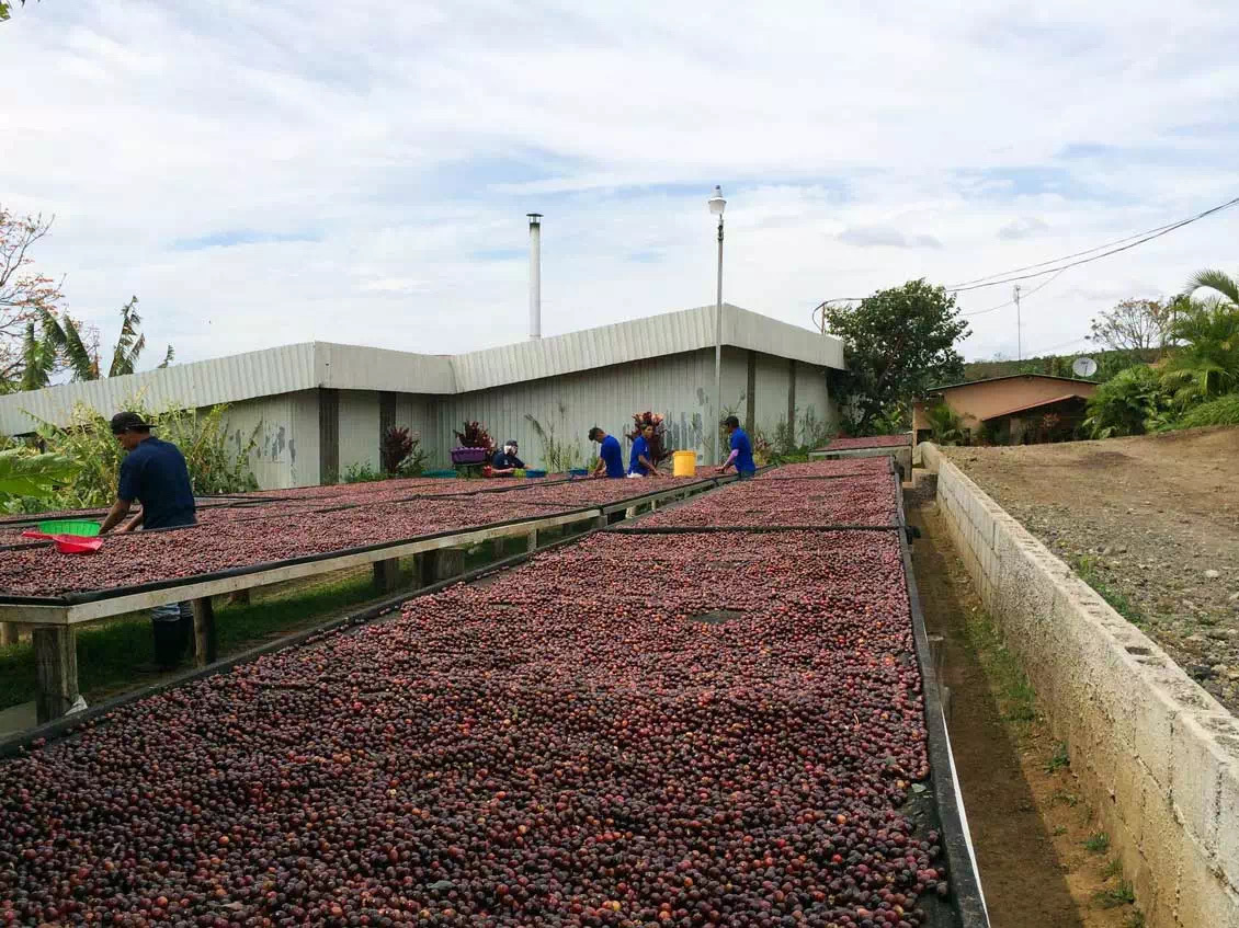 Coffee beans drying on African beds