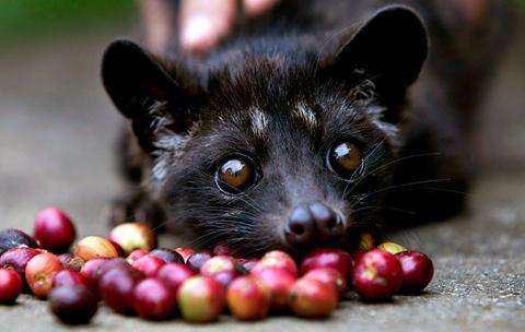 Civet cat coffee