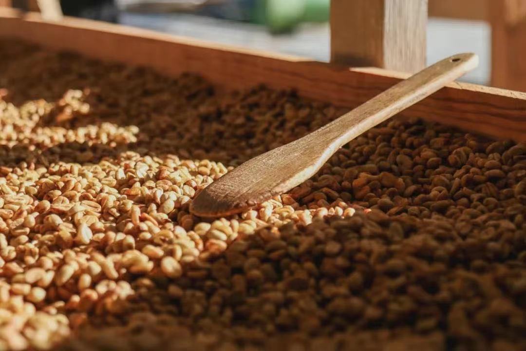 Direct solvent processing for decaf coffee