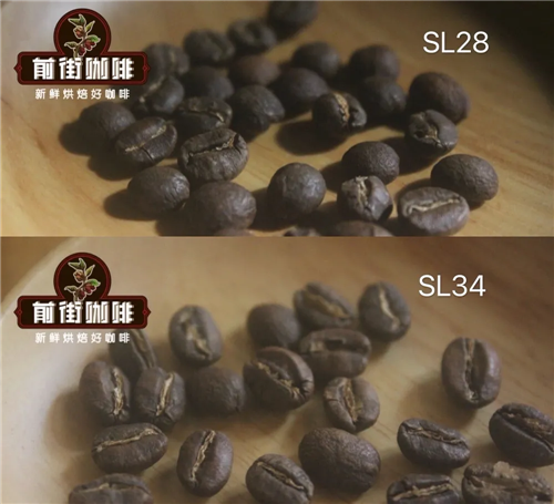 SL28 coffee beans