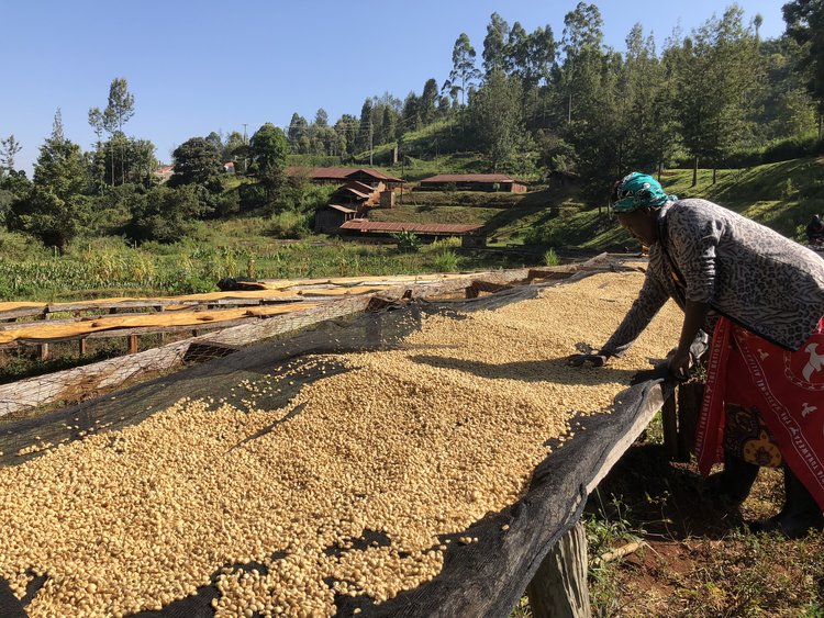 Coffee beans being processed