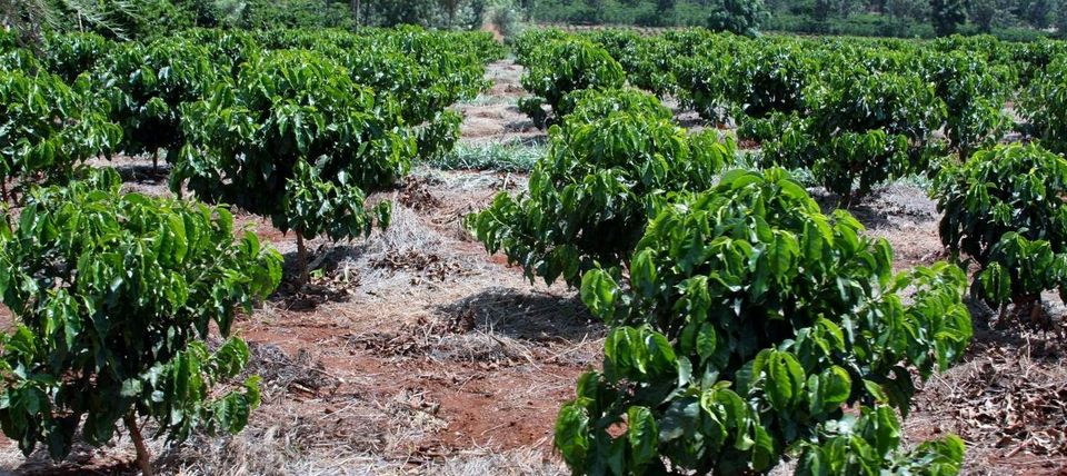 Coffee cooperative office building