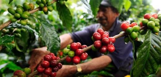 2021 global coffee production trend