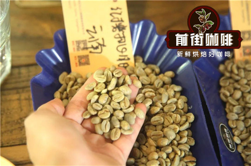 Typica coffee variety cultivation