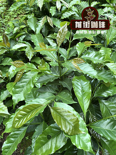 Dehong coffee plantation