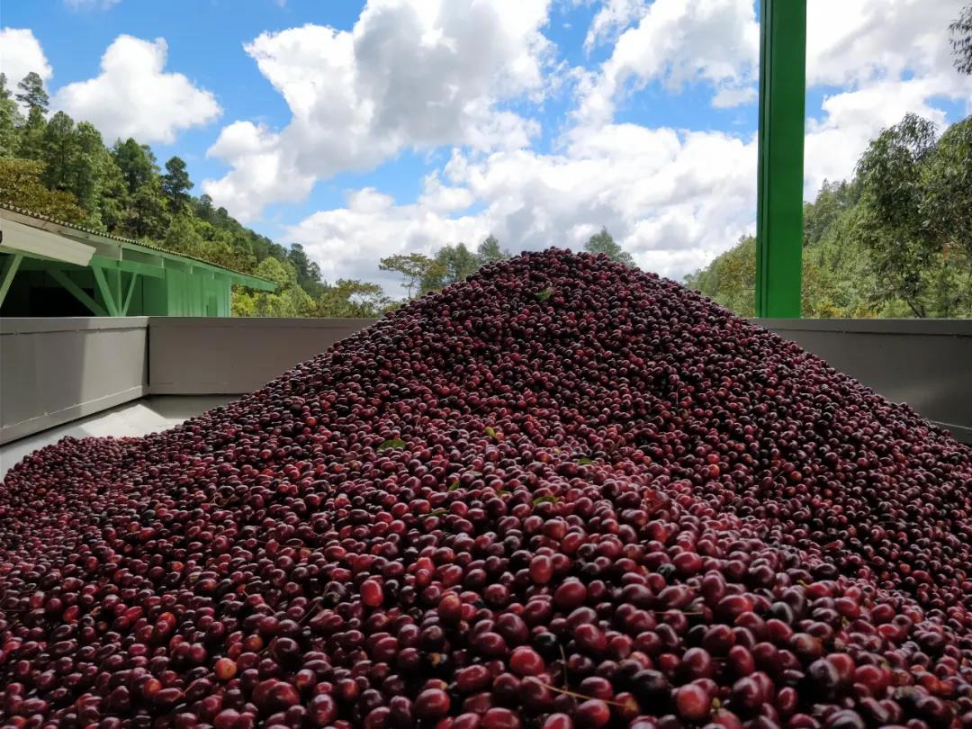 Coffee cherries at Finca Un Regalo de Dios