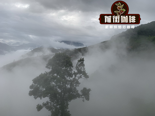 Baoshan coffee plantation Baoshan coffee plantation