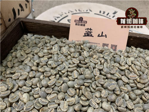 Blue Mountain Typica coffee beans