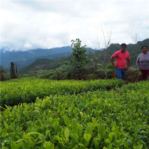 Latest News on Peruvian Coffee: Falling Prices Force Peruvian Farmers to Switch to Coca Cultivation!