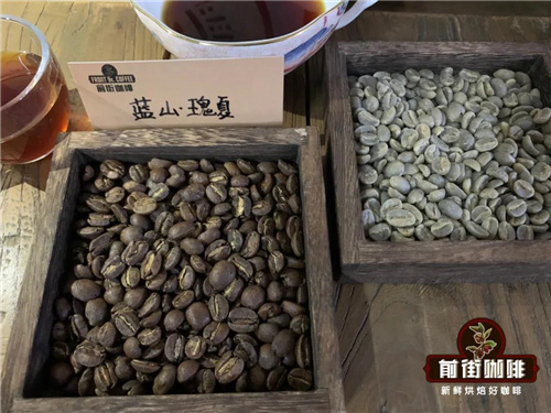 Jamaica Blue Mountain coffee beans grading