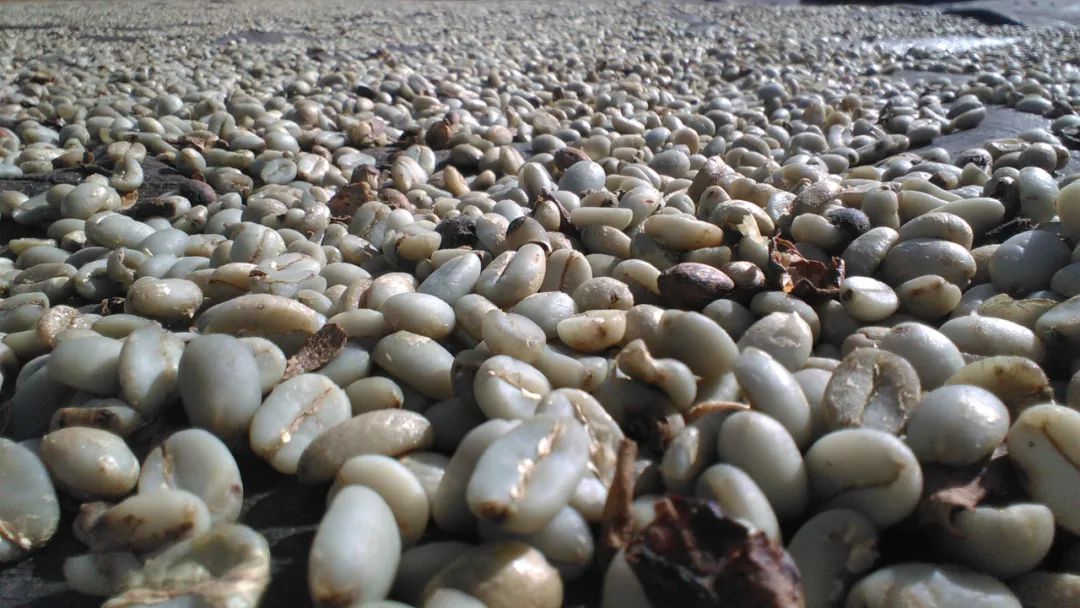 Indonesia Mandheling coffee