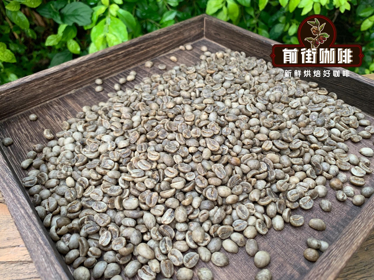 Kenyan coffee bean varieties