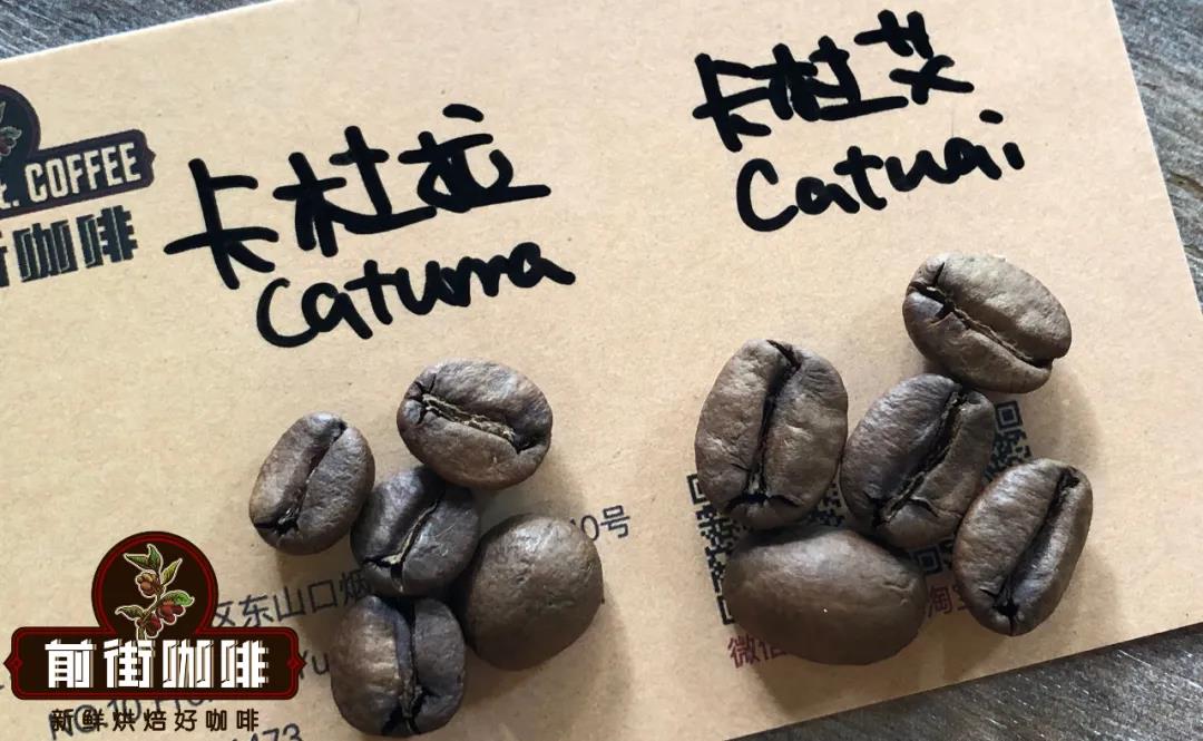 Coffee Varieties Chart