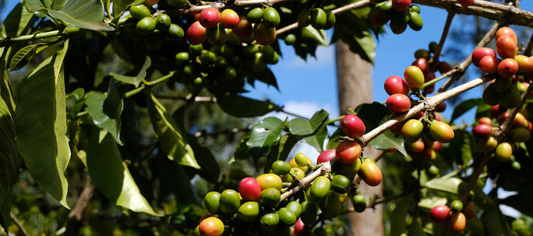 Coffee auction process