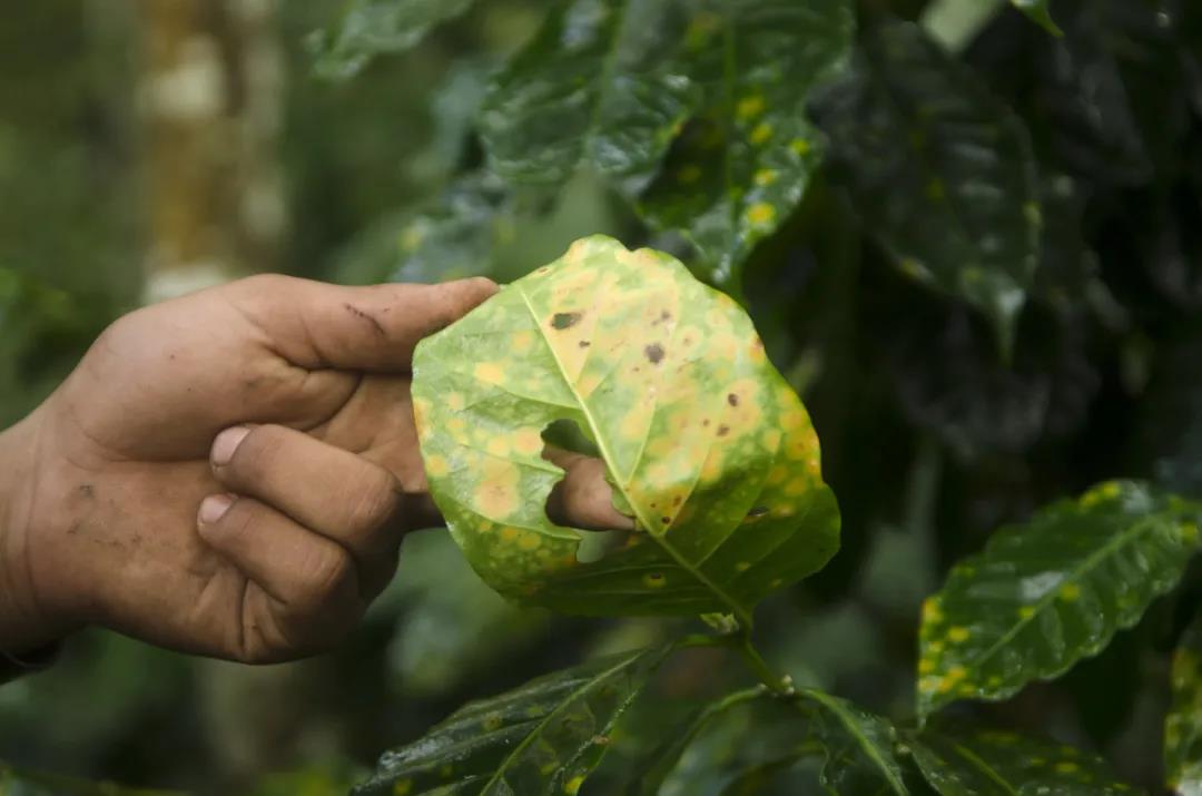Coffee leaf rust disease damage