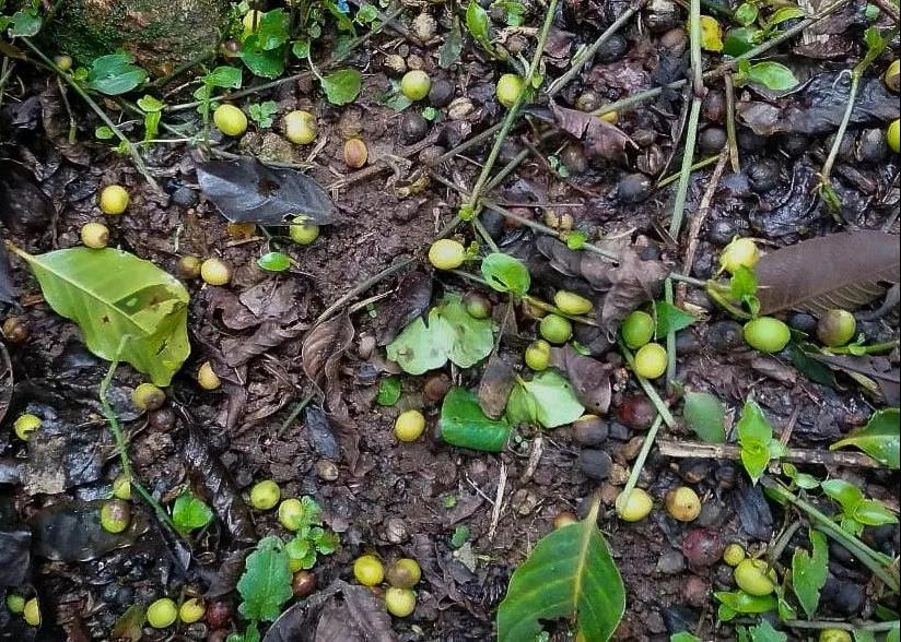 Nicaragua Coffee Region Update: 2021 Coffee Production 40% Lower Than Same Period