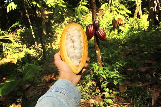 Cocoa tree cultivation