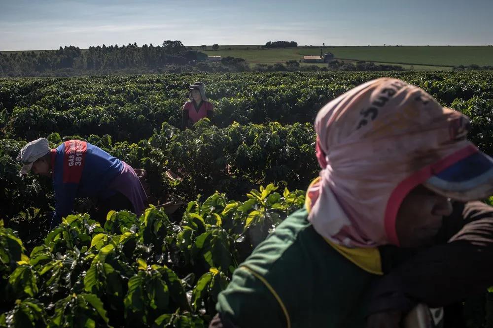 Brazil Coffee Production and Export