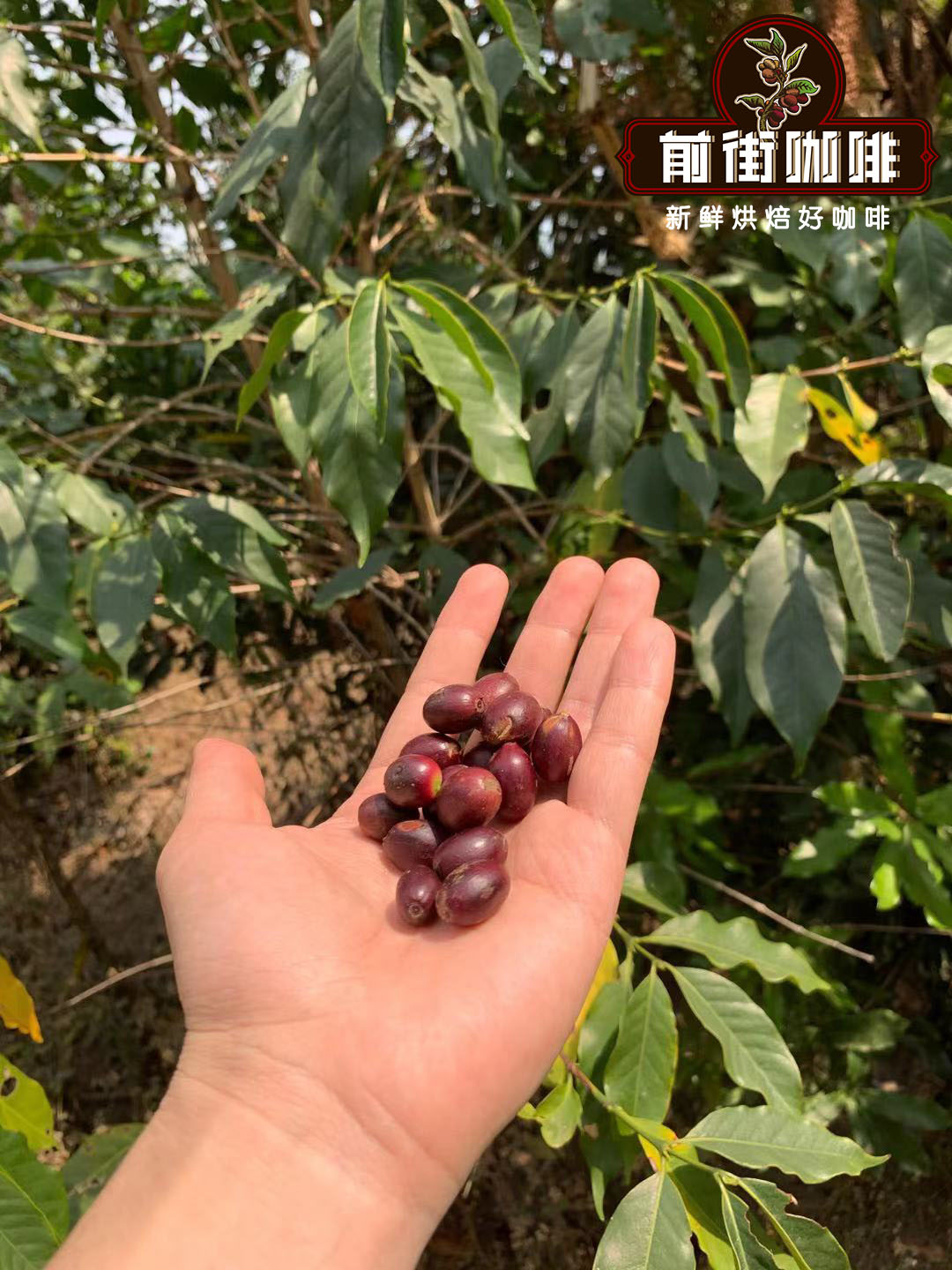Typica coffee plant and beans