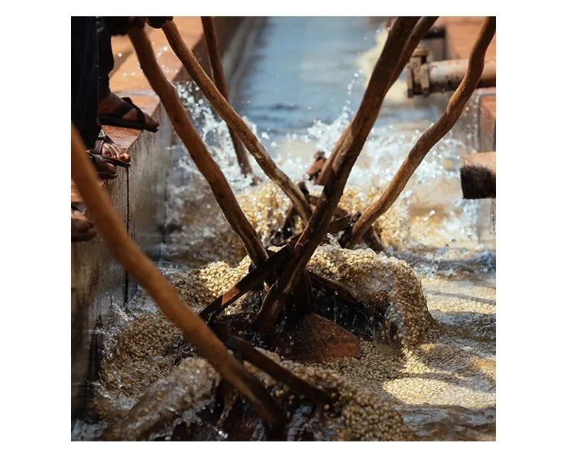 Coffee processing methods comparison