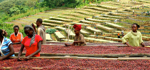 Coffee farming in Ethiopia showing gender inequality issues