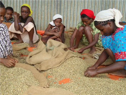 Children working in Ethiopian coffee farms