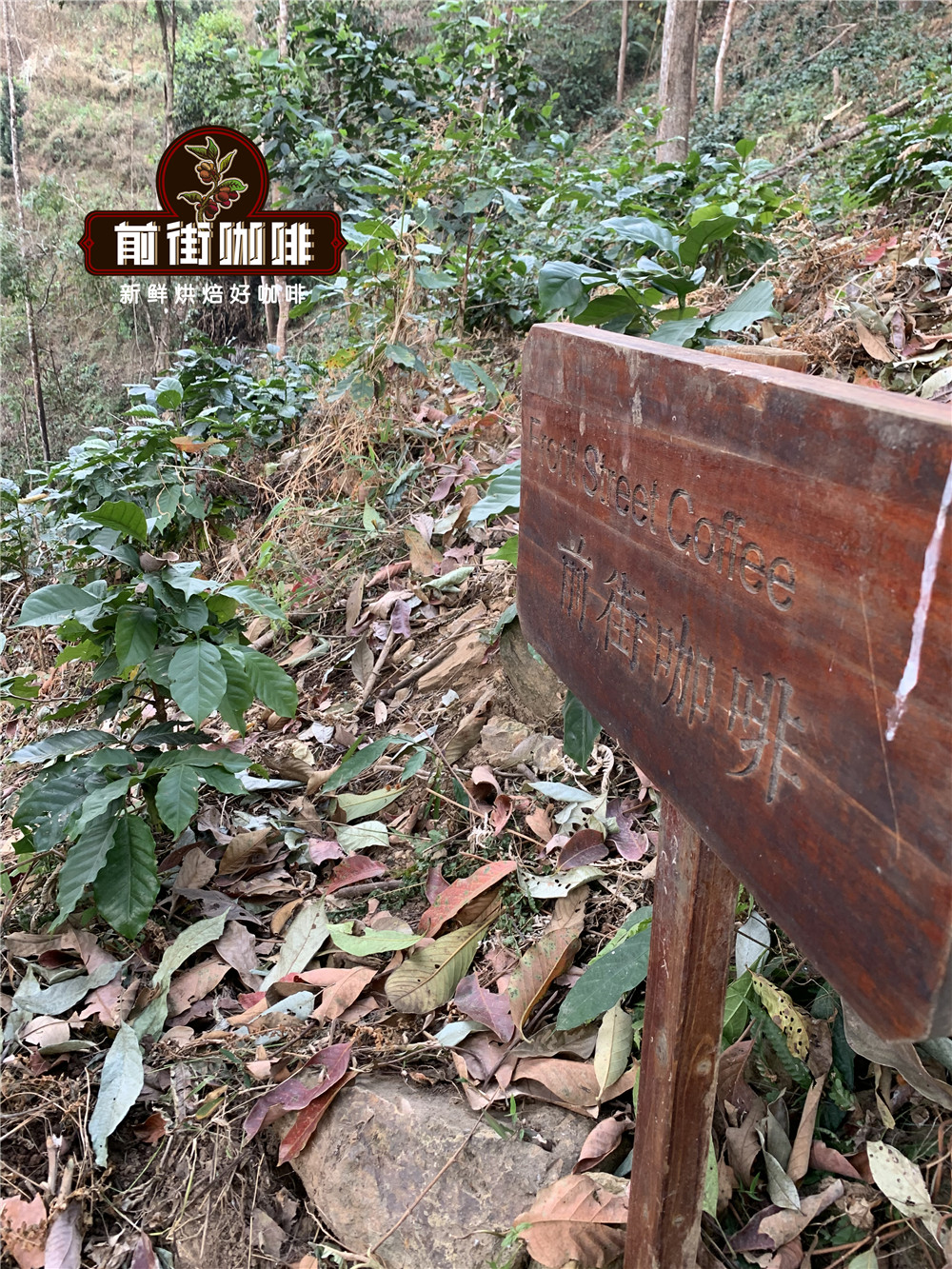 FrontStreet Coffee Yunnan Typica beans