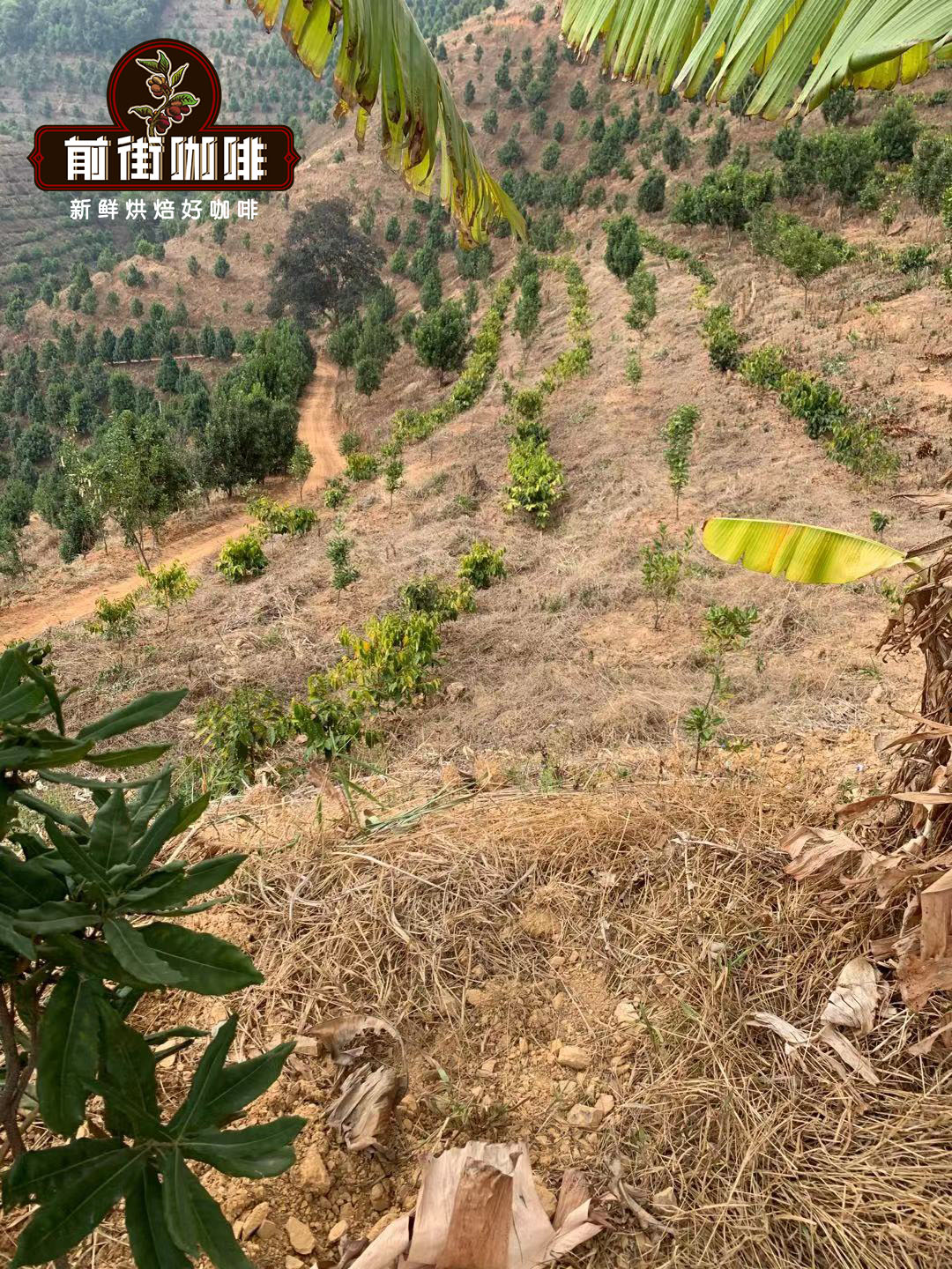 Yunnan coffee trees comparison