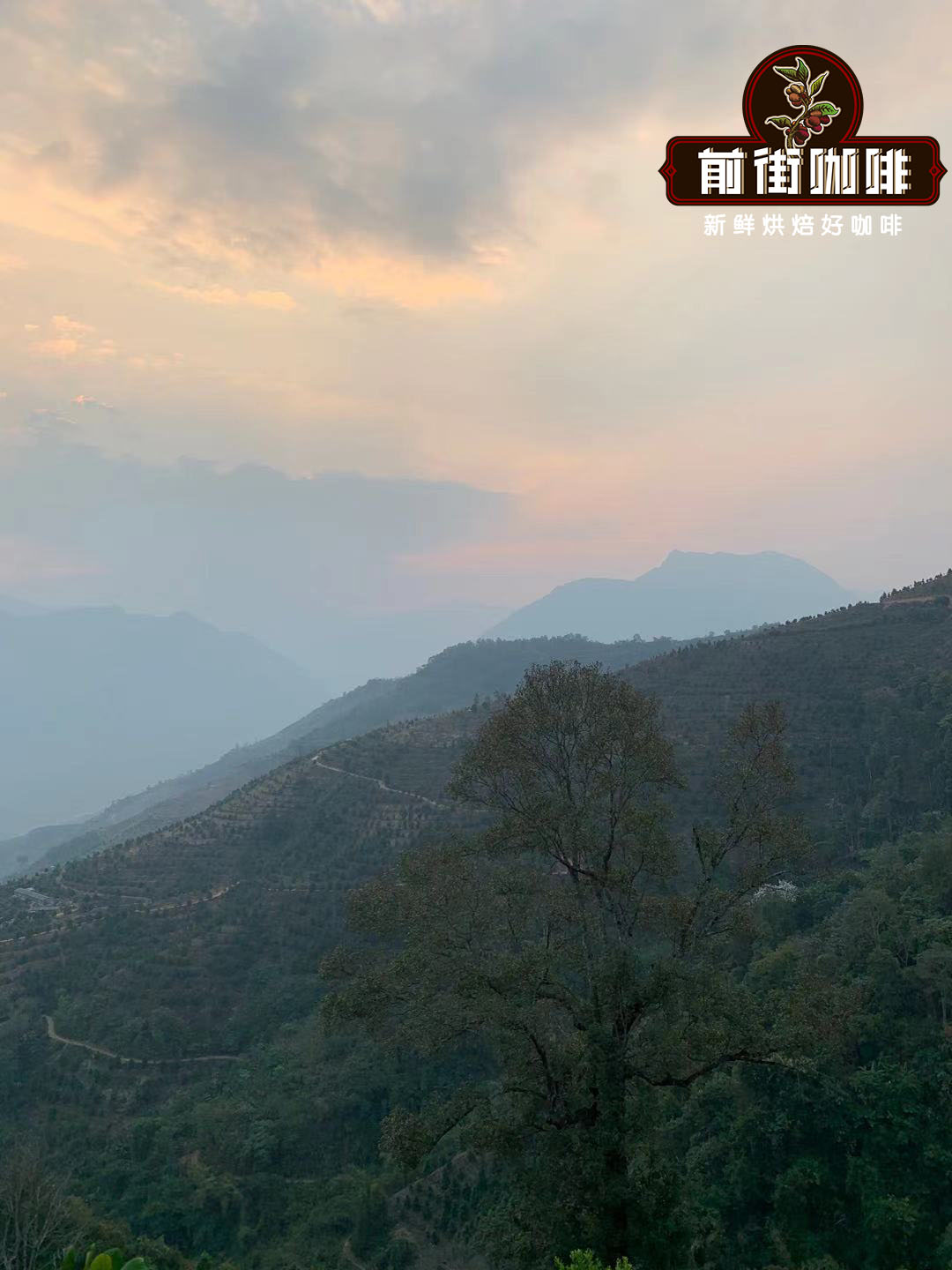 FrontStreet Coffee Baoshan plantation landscape