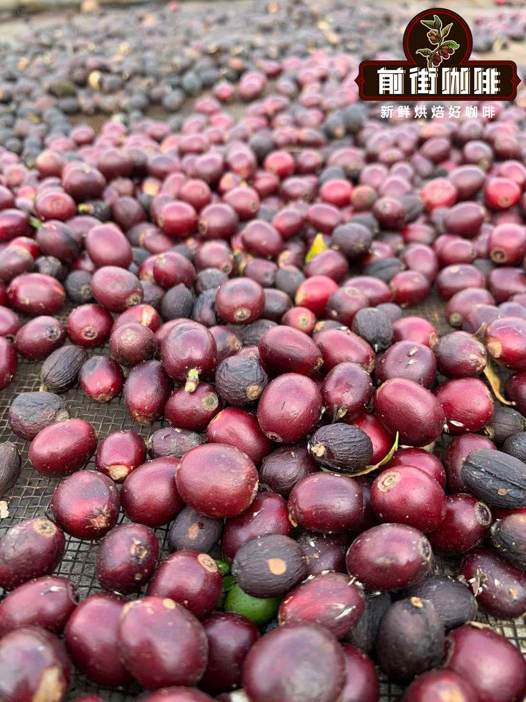 Coffee cupping process