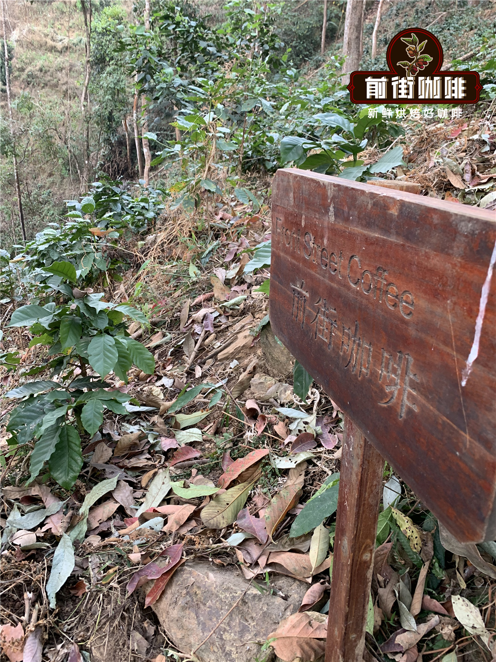 FrontStreet Coffee's coffee trees