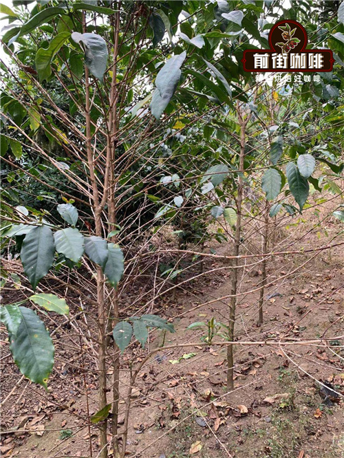Coffee trees with lush leaves
