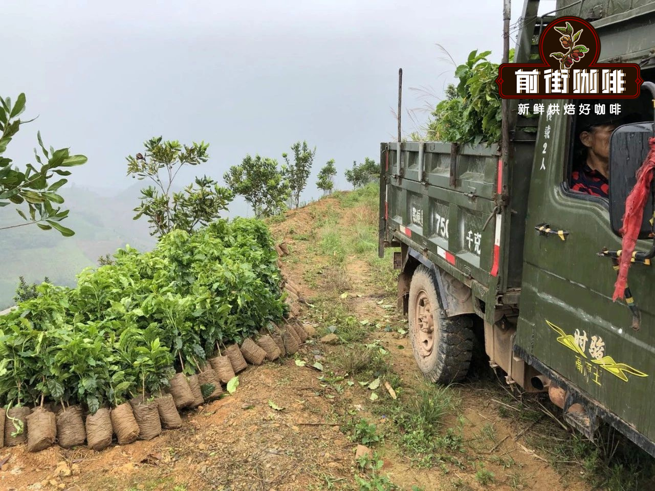 Coffee cultivation on mountain slopes