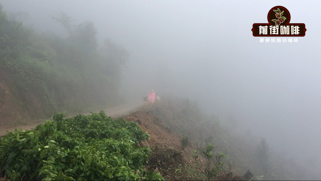 Rainy season in coffee plantation