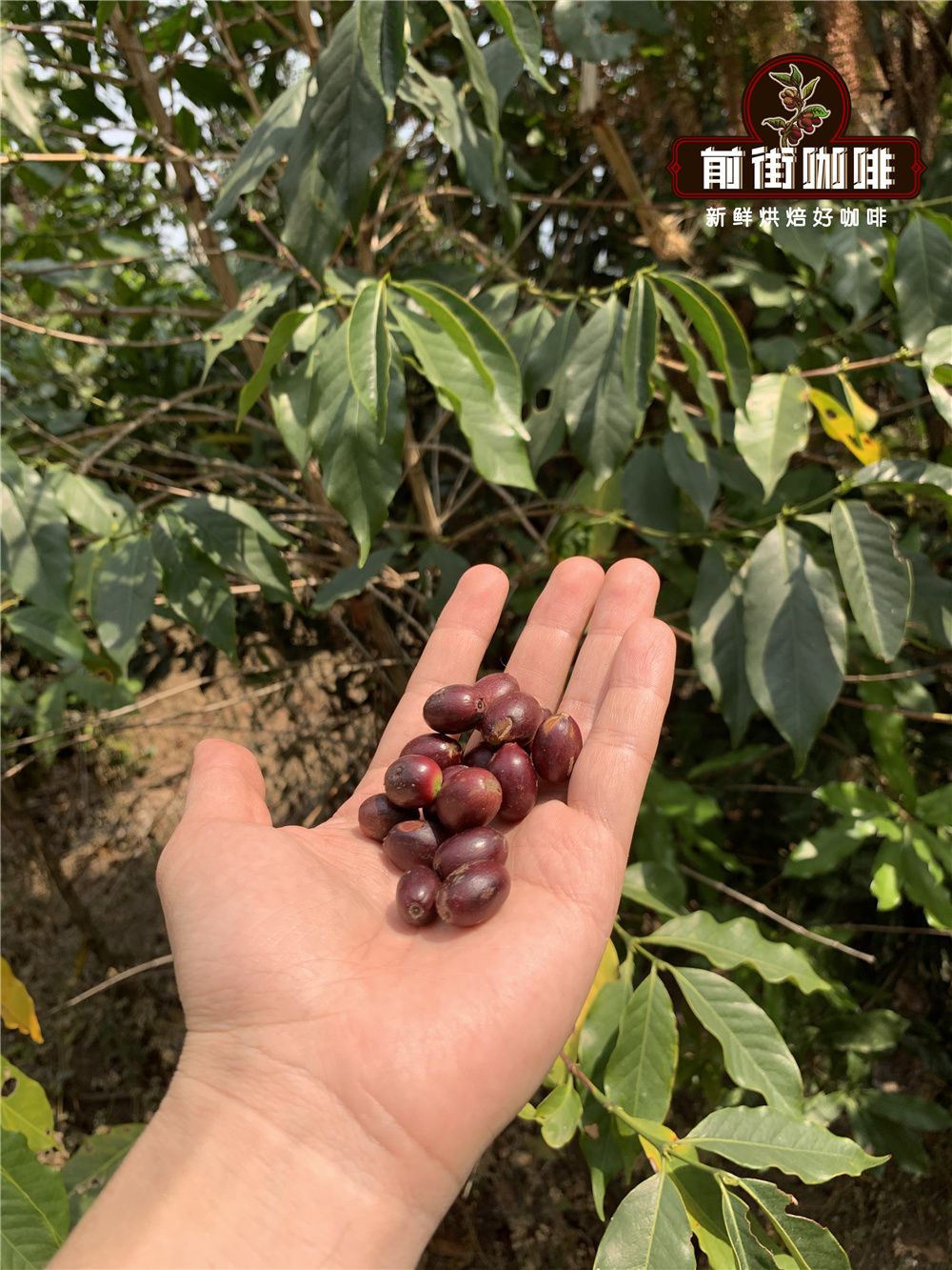 Coffee cherries ready for processing