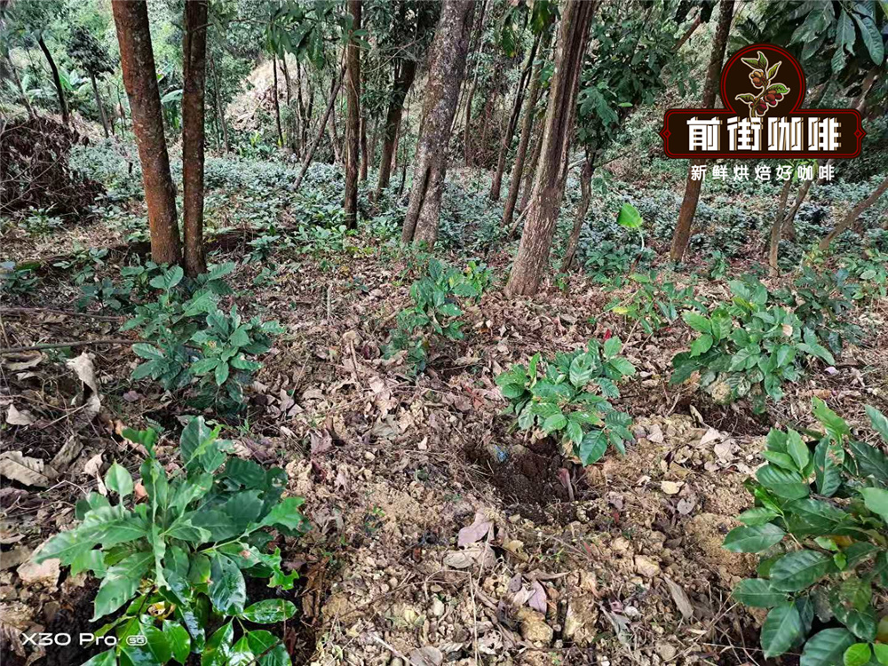 Coffee cherries on the branch