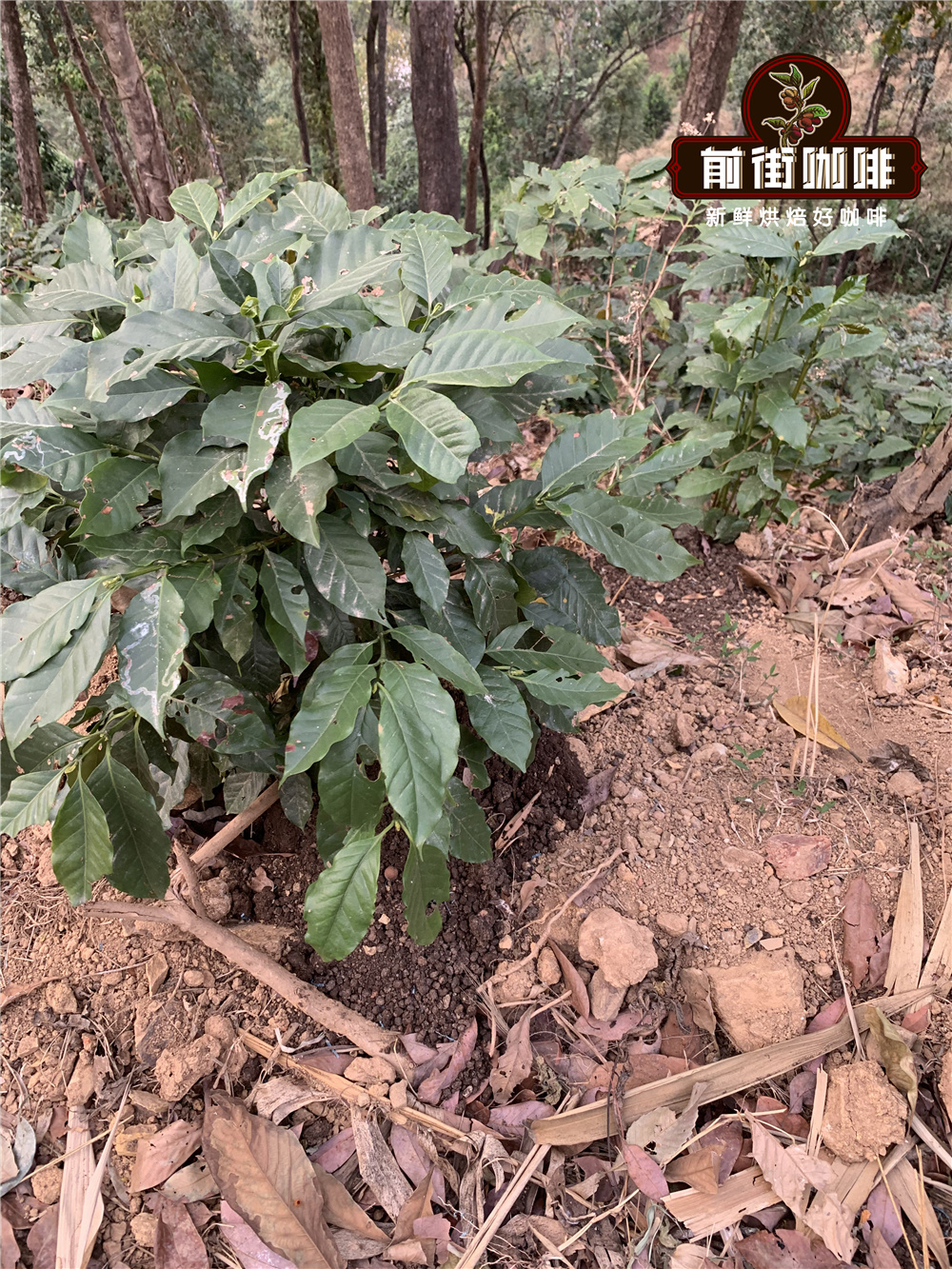 Historical coffee plantation in Yunnan
