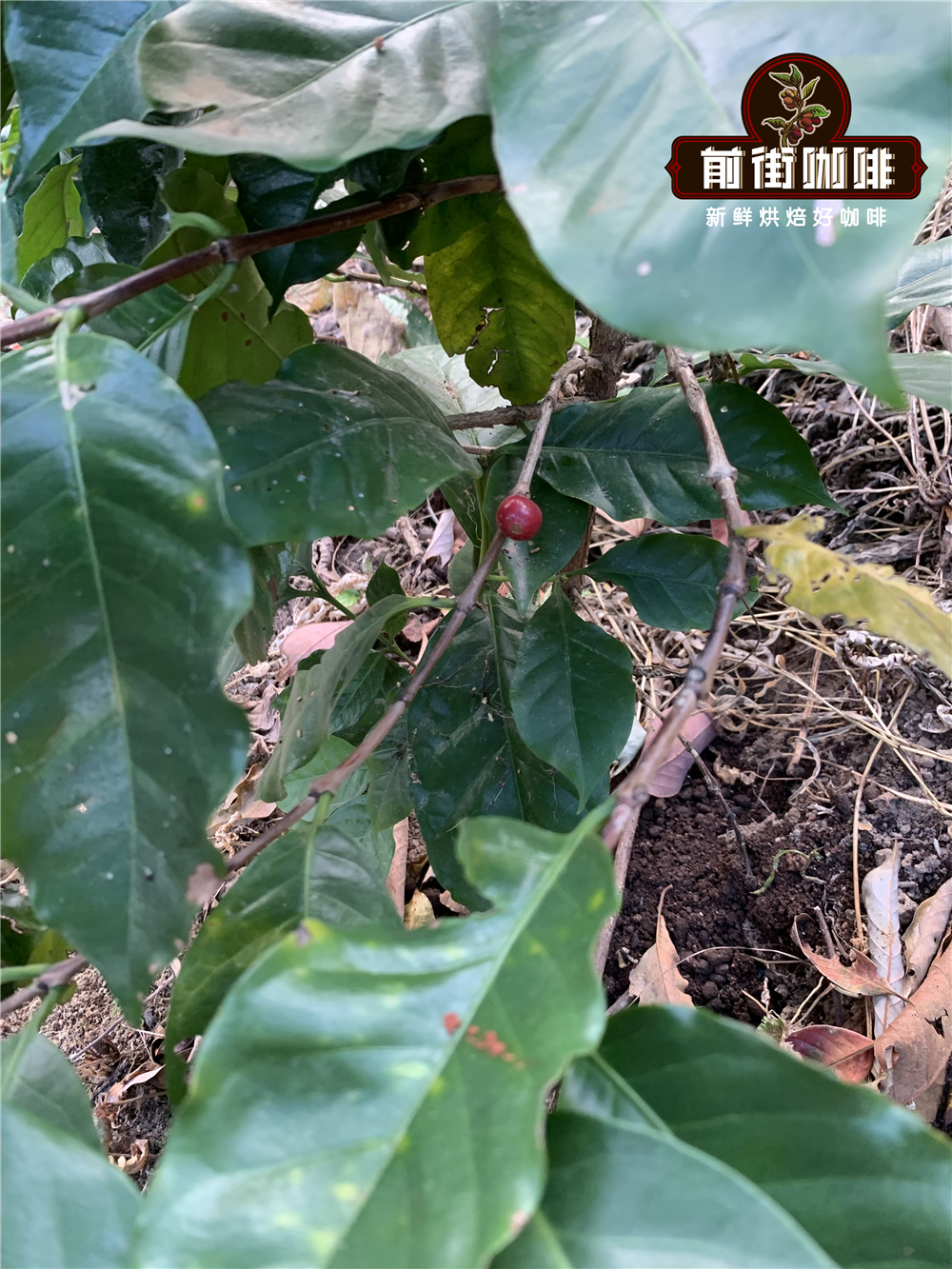 Coffee cultivation in Yunnan farms