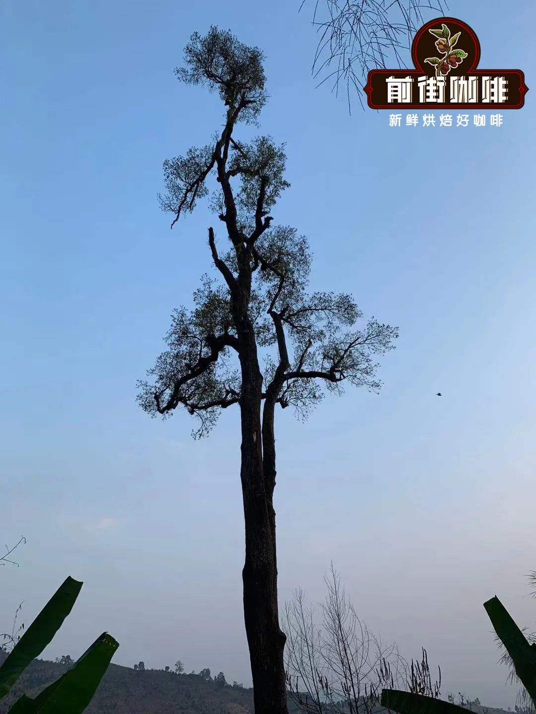 Coffee flavor analysis