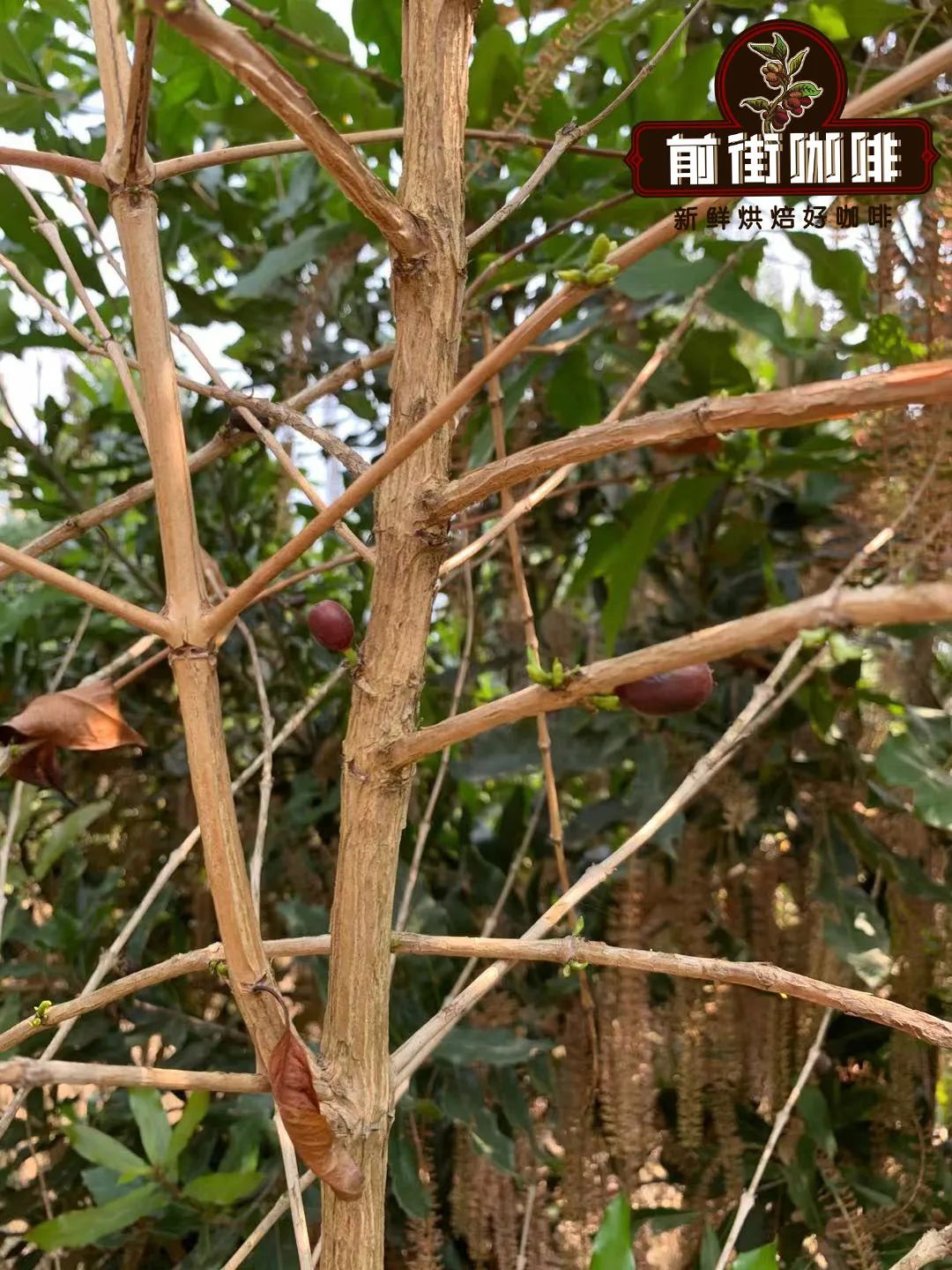 Catimor coffee plant structure