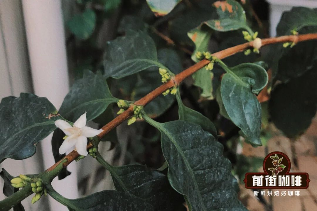 Typica vs Catimor comparison