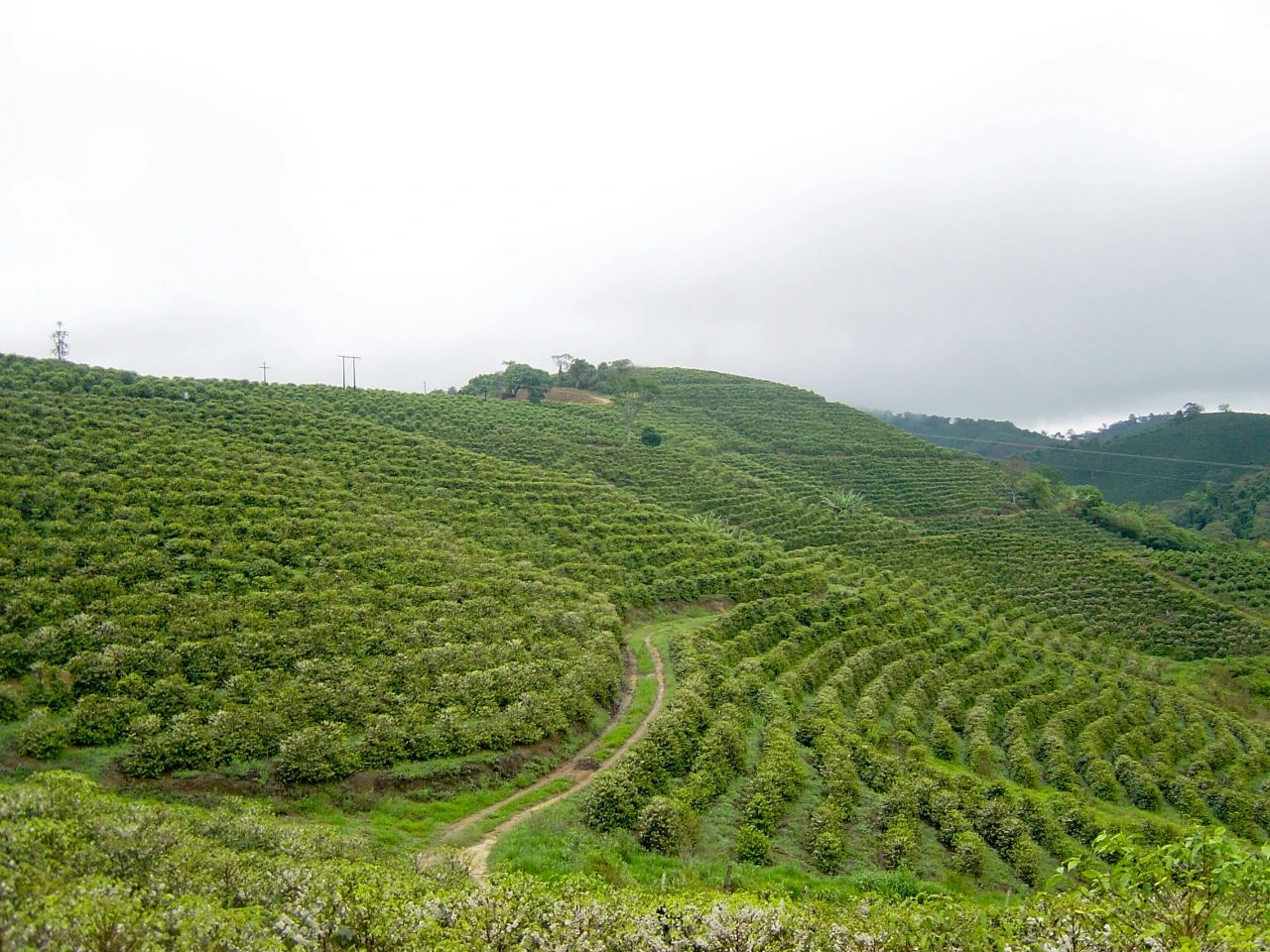 Coffee price chart showing upward trend